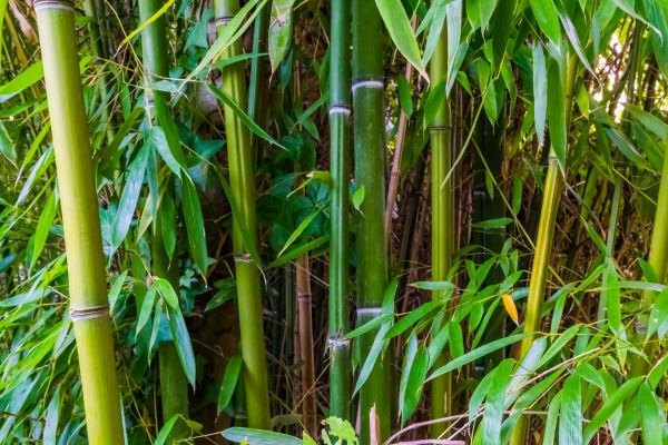 Bamboo Trimming in Richland