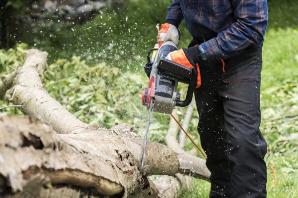 Branch Removal Service in Richland