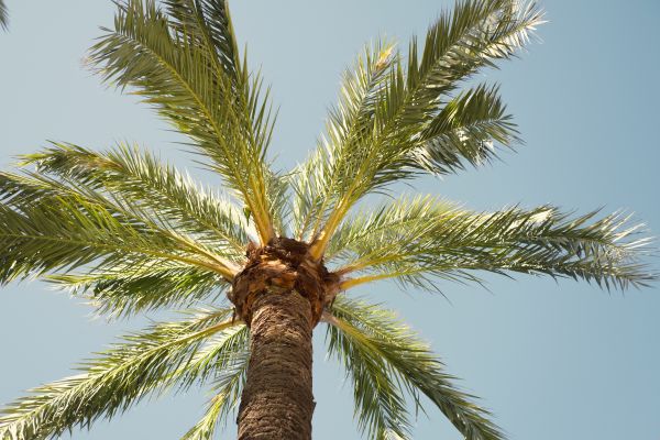 Palm Tree Pruning in Richland