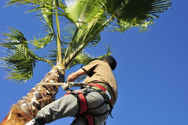 Palm Tree Trimming in Richland