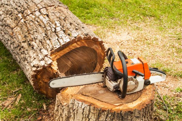 Tree Cutting Service in Richland