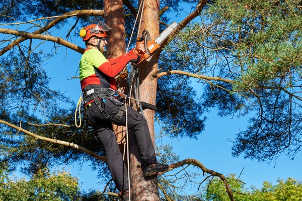 Tree Service in Richland