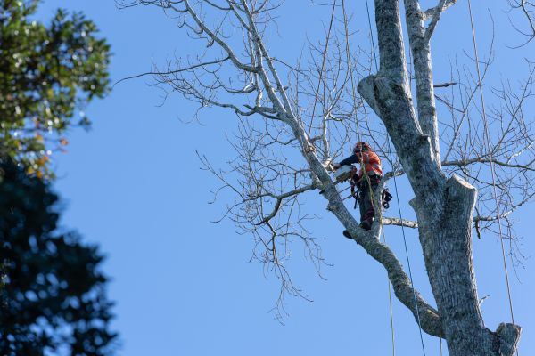 Tree Topping Service in Richland