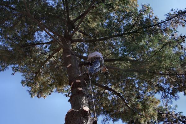 Trimming Service in Richland