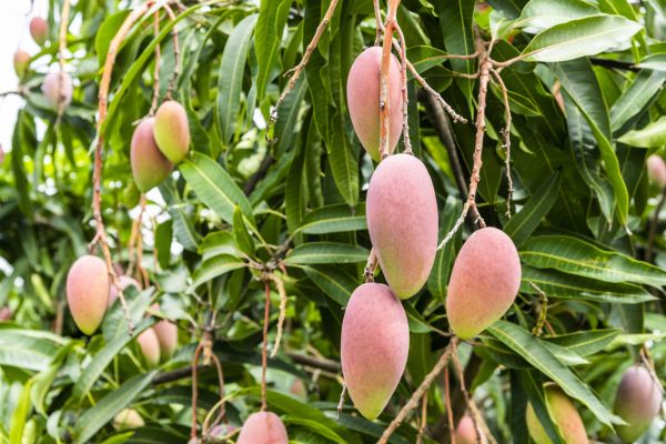 Mango Tree Trimming in Richland