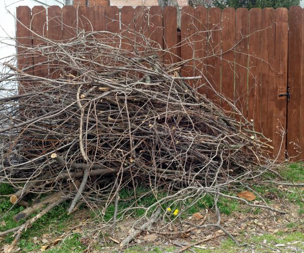 Dead Branch Removal in Richland