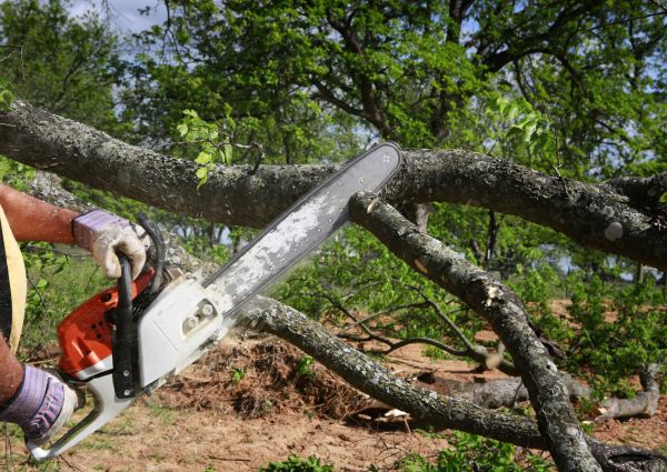 Tree Branch Cutting in Richland