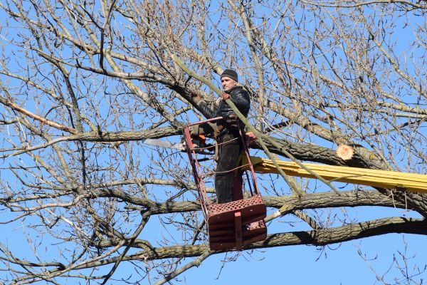 Emergency Tree Trimming in Richland