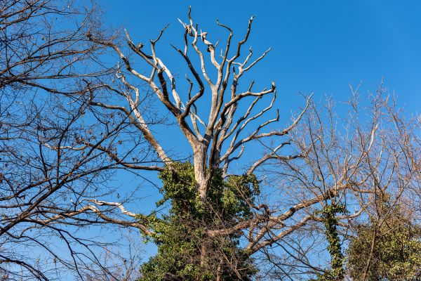 Deadwood Removal in Richland