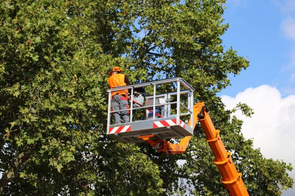 Commercial Tree Service in Richland