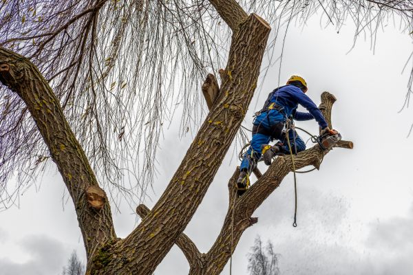 Tree Maintenance Service in Richland