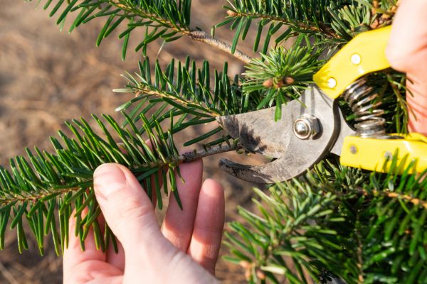 Pine Tree Pruning in Richland