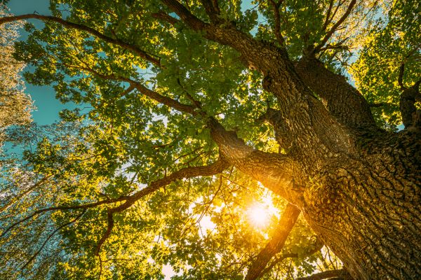 Oak Tree Pruning in Richland