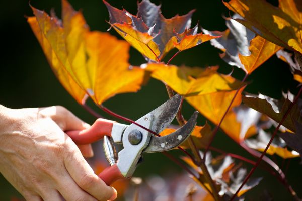 Maple Tree Pruning in Richland