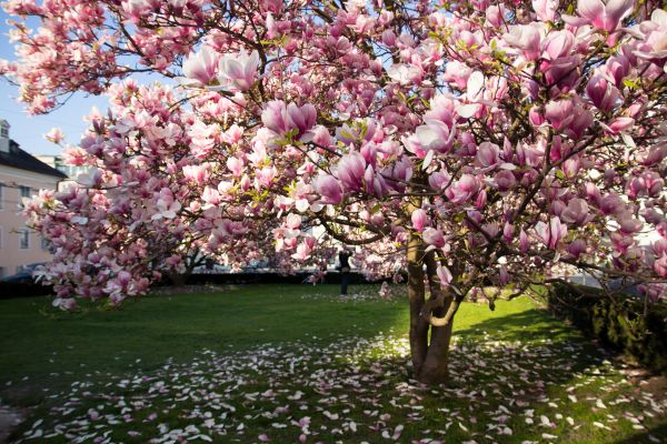 Magnolia Tree Pruning in Richland