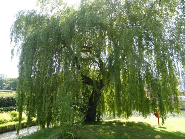 Willow Tree Trimming in Richland