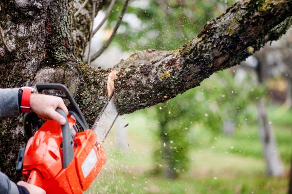 Tree Limbs Removal in Richland