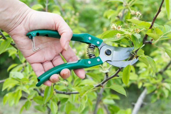Pear Tree Pruning in Richland