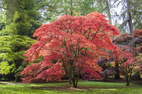 Japanese Maple Pruning in Richland