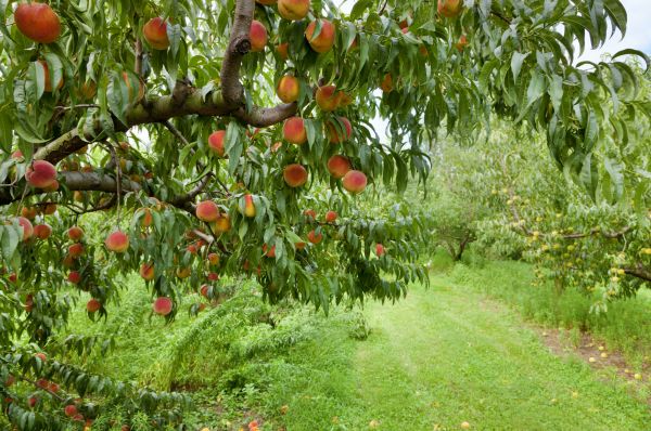 Peach Tree Pruning in Richland