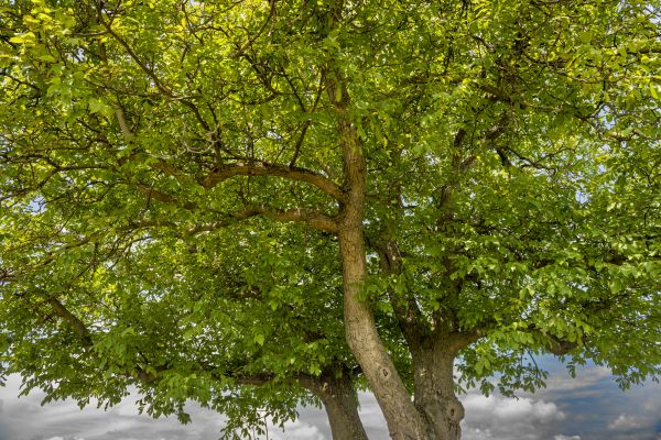 Walnut Tree Trimming in Richland