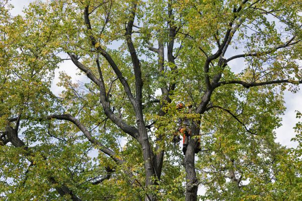 Tree Crown Shaping in Richland