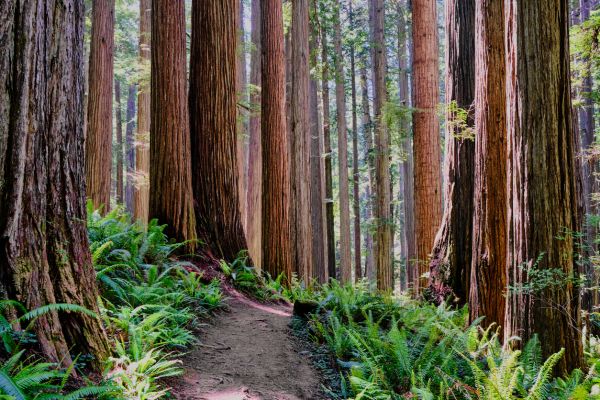 Redwood Tree Trimming in Richland