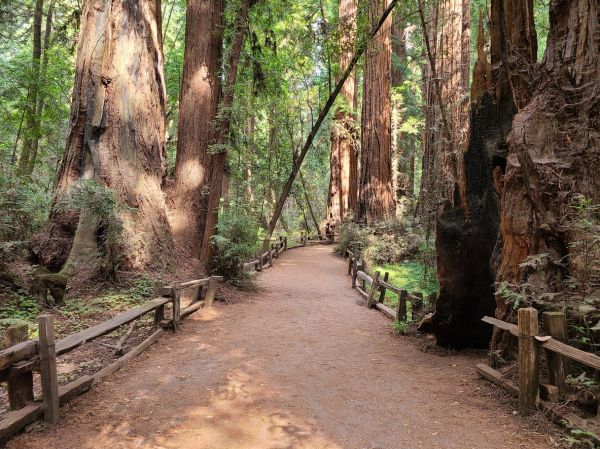 Redwood Tree Pruning in Richland