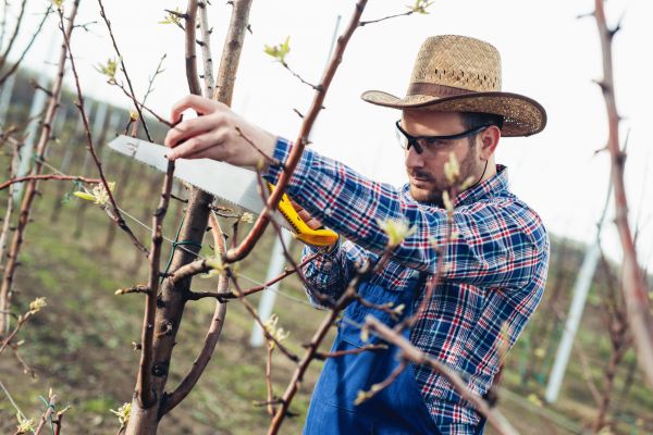 Orchard Tree Pruning in Richland