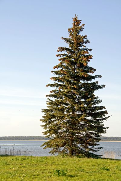 Spruce Tree Pruning in Richland