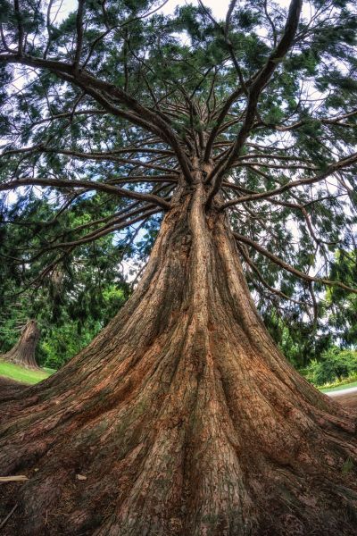 Cedar Tree Pruning in Richland