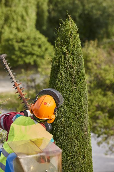 Cypress Tree Trimming in Richland