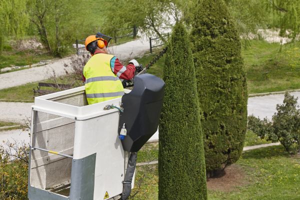 Cypress Tree Pruning in Richland
