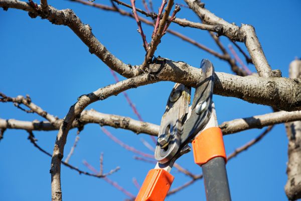 Peach Tree Trimming in Richland
