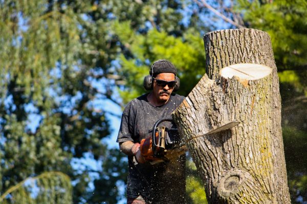 Ash Tree Pruning in Richland