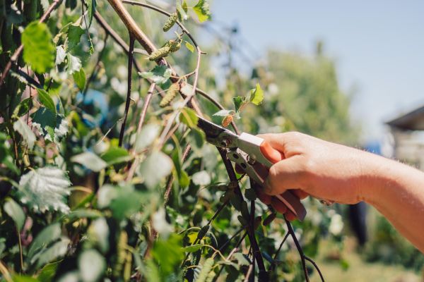 Birch Tree Pruning in Richland