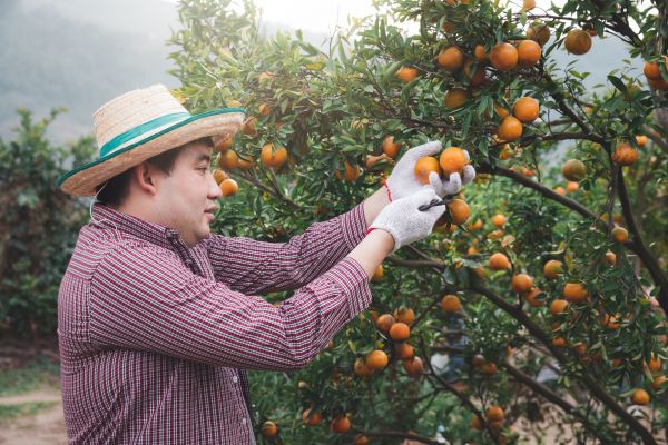 Orange Tree Pruning in Richland