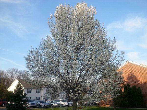 Bradford Pear Tree Pruning in Richland