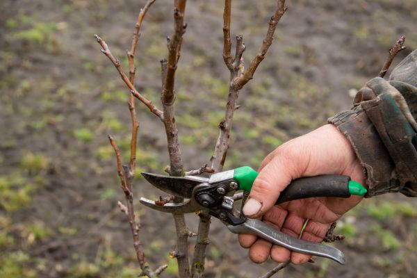 Pear Trees Pruning in Richland