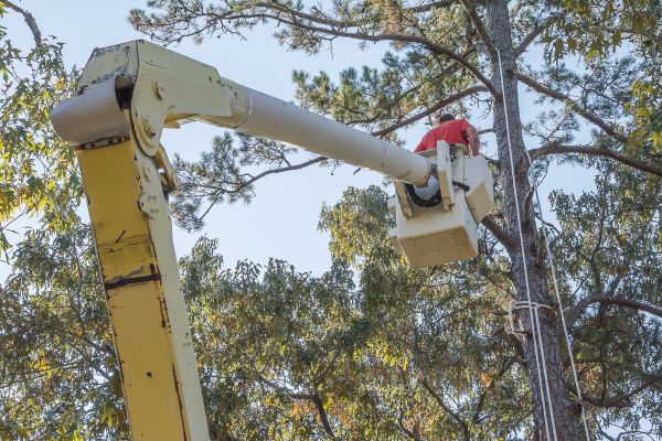 Limbs Trimming in Richland