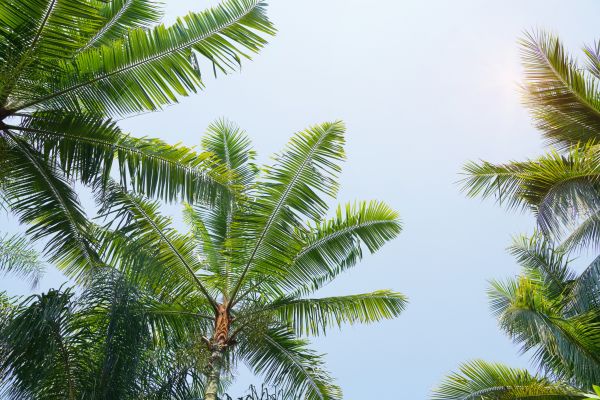 Queen Palm Tree Trimming in Richland