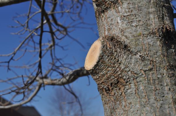 Limb Pruning in Richland