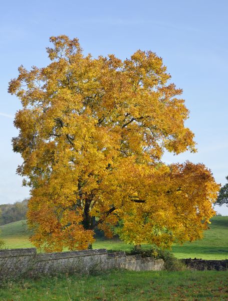 Hickory Tree Trimming in Richland