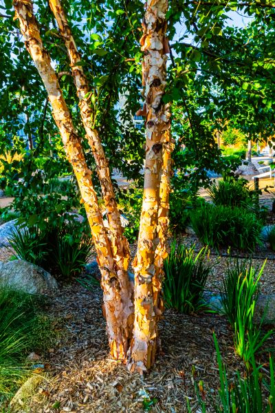 River Birch Trimming in Richland
