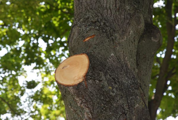 Limb Cutting in Richland