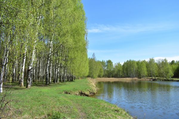 River Birch Pruning in Richland