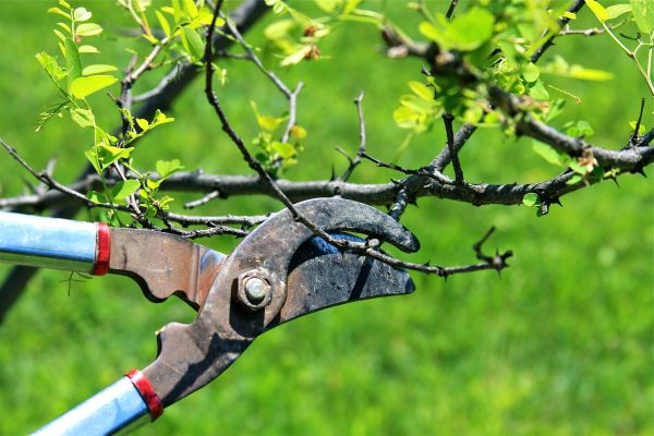 Branches Pruning in Richland