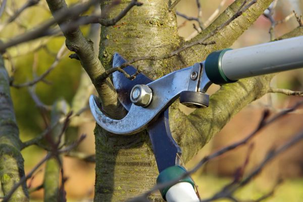 Tree Limb Trimming Service in Richland