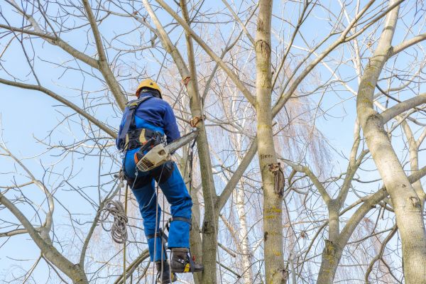 Large Tree Trimming in Richland