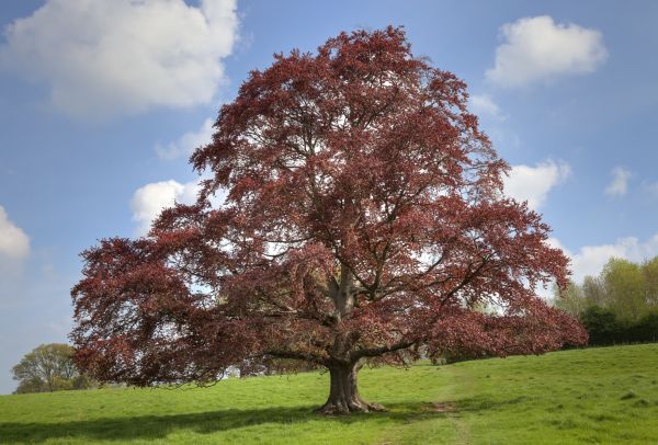 Beech Tree Pruning in Richland